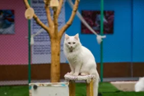 Orijinal formuna yakın Van kedisi sayısı arttırılıyor! 30 kedi damızlık olarak seçildi